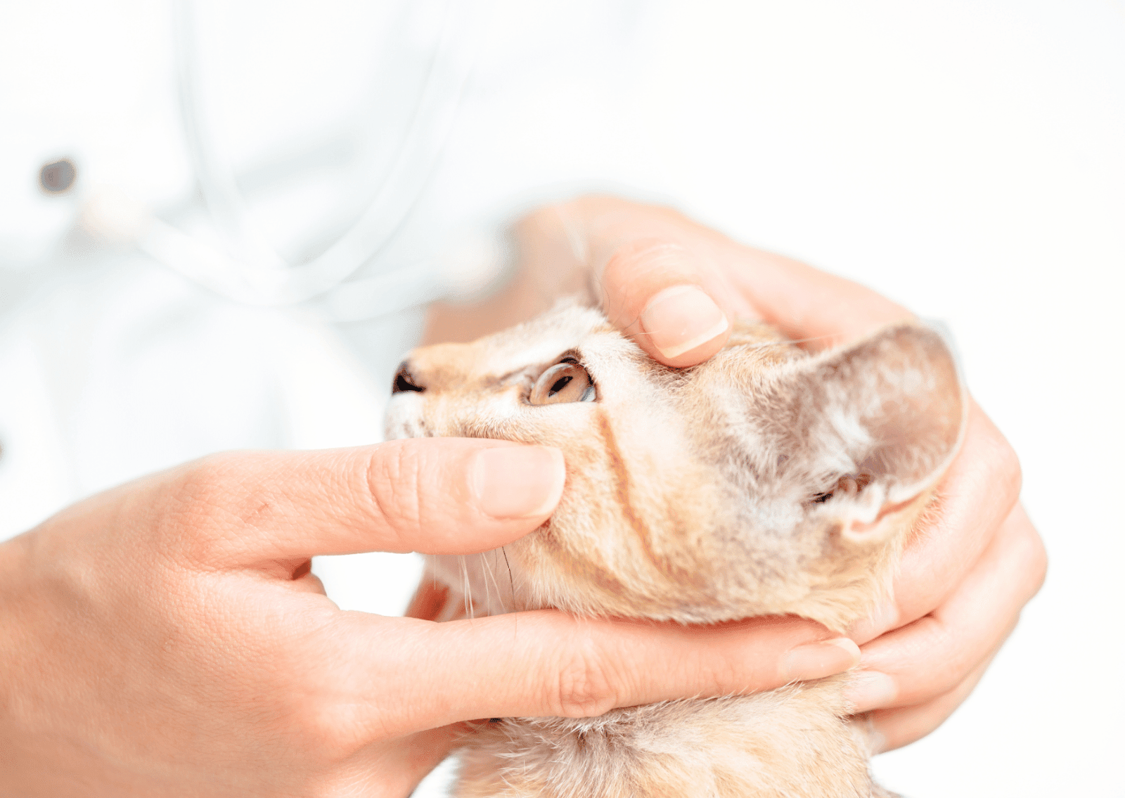 犬や猫の目の健康チェック｜目の病気は早期発見がカギ！