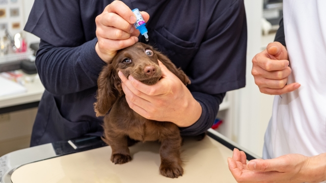 犬への正しい眼薬の仕方｜お家の子に目薬はさせますか？