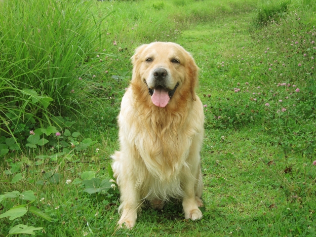 犬のぶどう膜嚢胞について｜眼の中に何か浮いている？