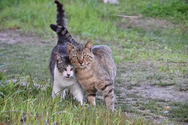 仲の良い猫2匹