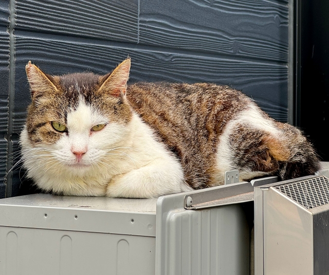 室外機に乗る猫