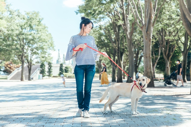 犬のフィラリア予防期間について｜ フィラリアは何月から何月まで予防すべき？